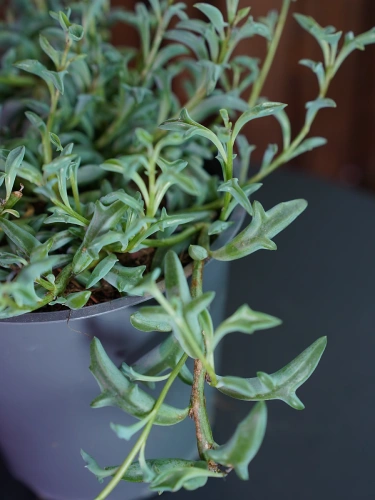 Senecio Peregrinus ⌀12cm
