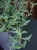 Senecio Peregrinus ⌀12cm