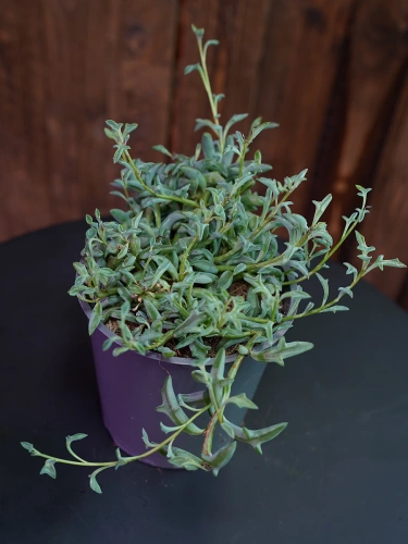 Senecio Peregrinus ⌀12cm