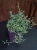Senecio Peregrinus ⌀12cm
