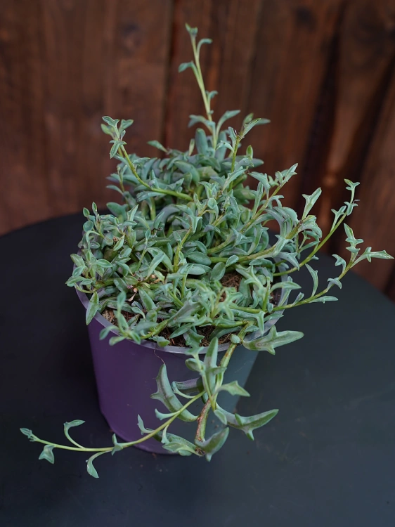 Senecio Peregrinus ⌀12cm