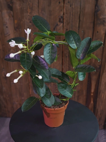 Stephanotis floribunda ⌀12cm