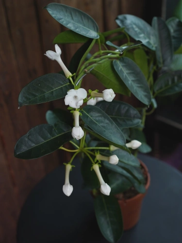 Stephanotis floribunda ⌀12cm