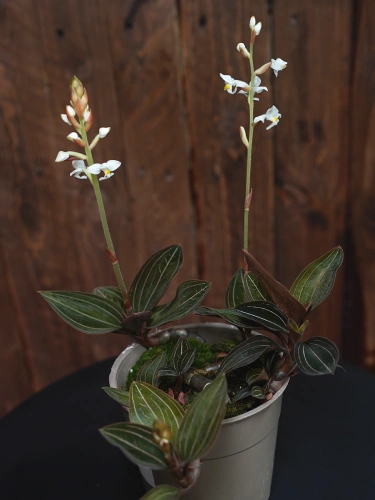 Ludisia Discolor ⌀12cm