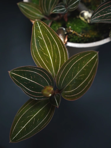 Ludisia Discolor ⌀12cm