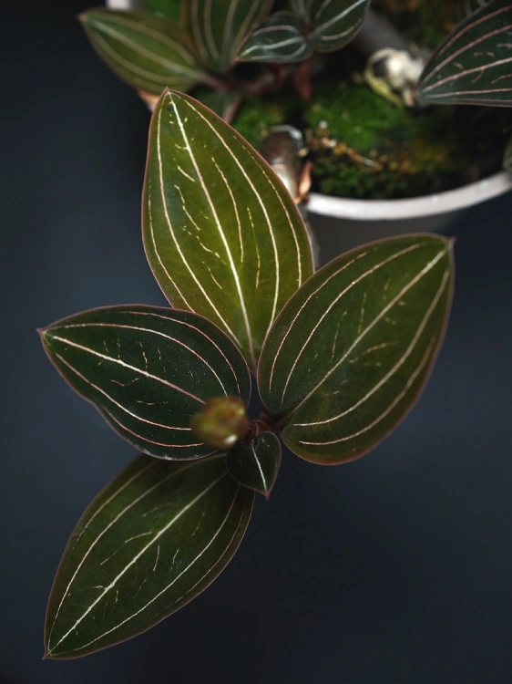 Ludisia Discolor ⌀12cm