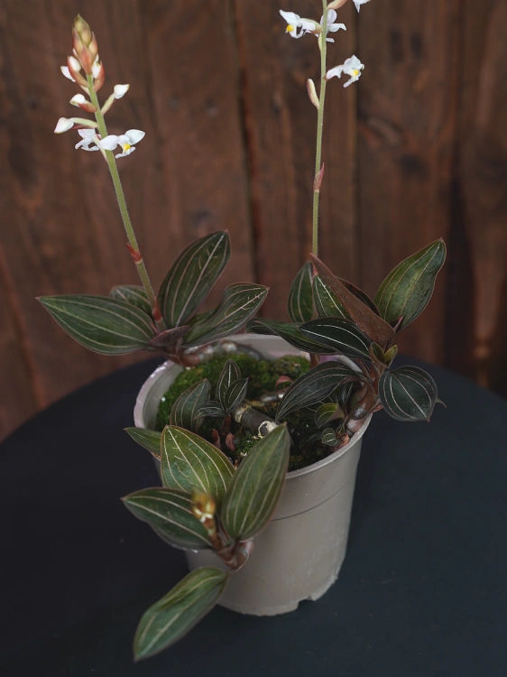 Ludisia Discolor ⌀12cm