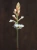 Ludisia Discolor ⌀12cm