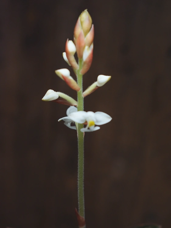 Ludisia Discolor ⌀12cm