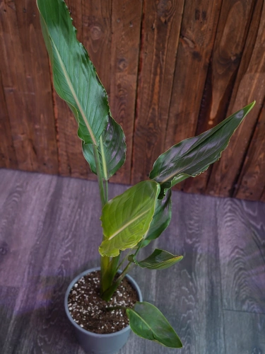 Strelicja Reginae ⌀19cm