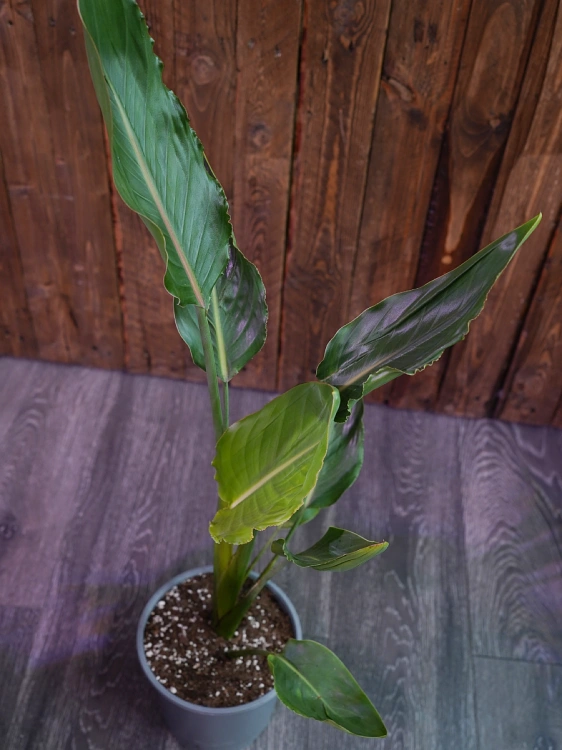 Strelicja Reginae ⌀19cm