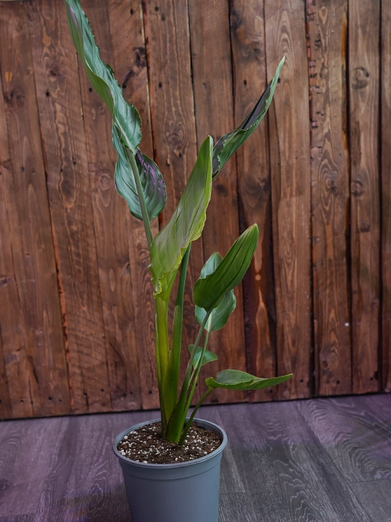 Strelicja Reginae ⌀19cm