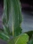 Strelicja Reginae ⌀19cm