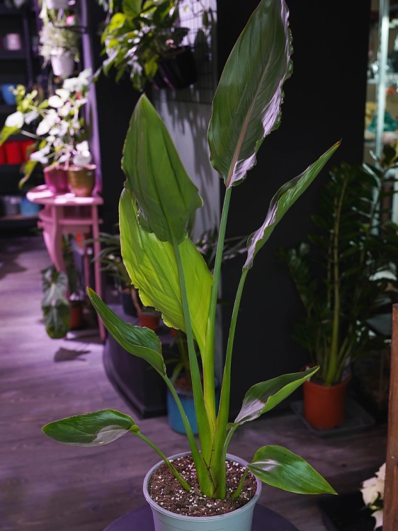 Strelicja Reginae ⌀19cm