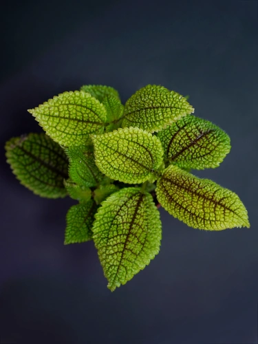 Pilea mollis 'Moon Valley' ⌀8cm