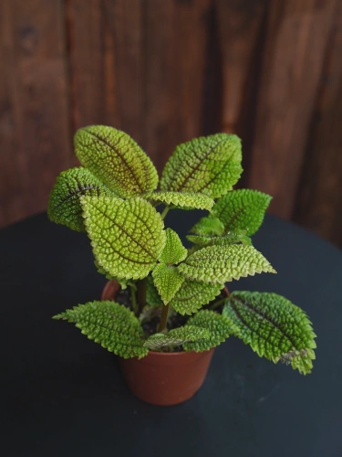 Pilea mollis 'Moon Valley' ⌀8cm