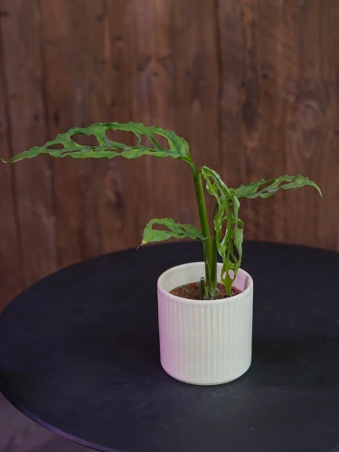 Osłonka ceramiczna Kremowa Millo ⌀7cm