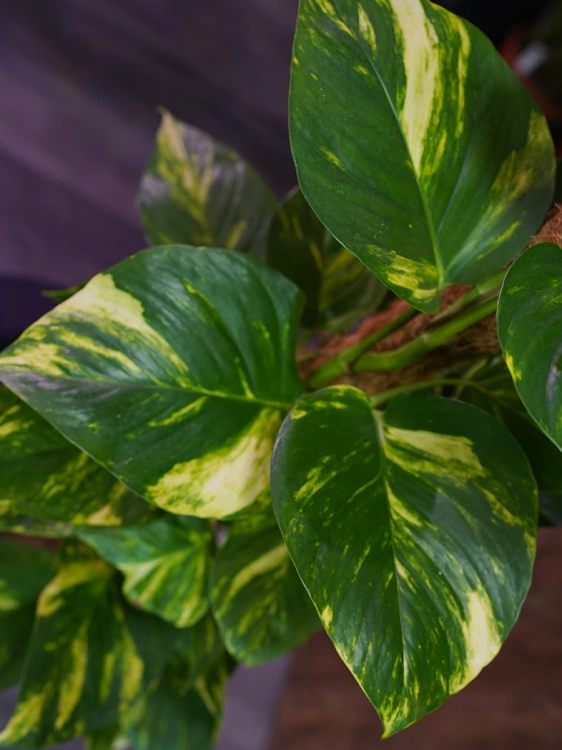 Epipremnum Aureum ⌀19cm