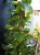 Epipremnum Aureum ⌀19cm