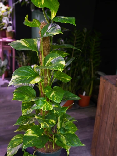 Epipremnum Aureum ⌀19cm