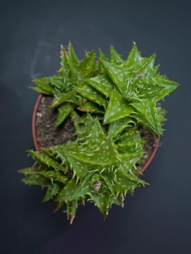 Aloe Squarrosa Aloes ⌀8,5cm