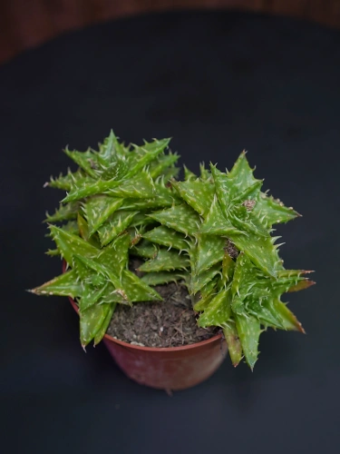 Aloe Squarrosa Aloes ⌀8,5cm