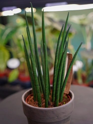 Sansevieria bacularis 'Mikado' ⌀10cm