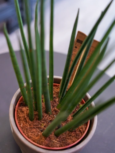 Sansevieria bacularis 'Mikado' ⌀10cm