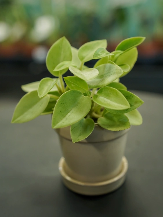 Peperomia 'Pixie Arenal' ⌀5cm