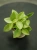 Peperomia 'Pixie Arenal' ⌀5cm