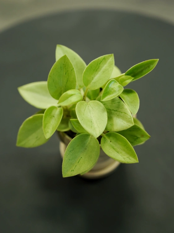 Peperomia 'Pixie Arenal' ⌀5cm