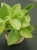 Peperomia 'Pixie Arenal' ⌀5cm