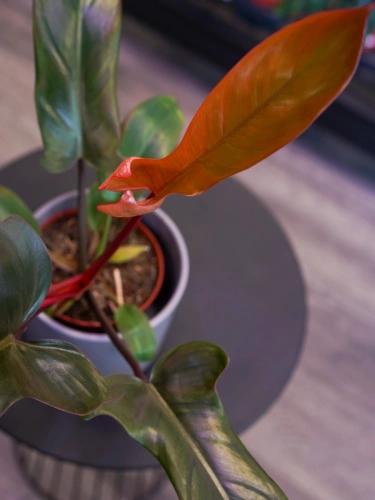 Philodendron 'Florida Bronze' ⌀13cm