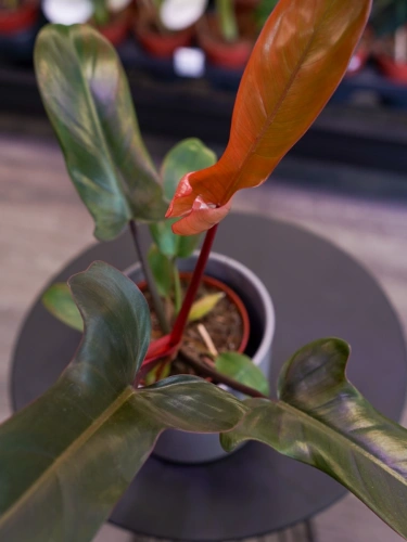 Philodendron 'Florida Bronze' ⌀13cm