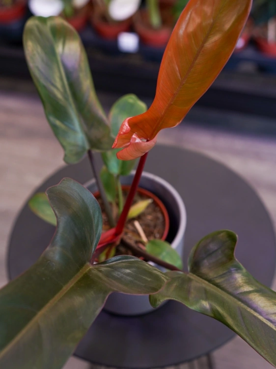 Philodendron 'Florida Bronze' ⌀13cm