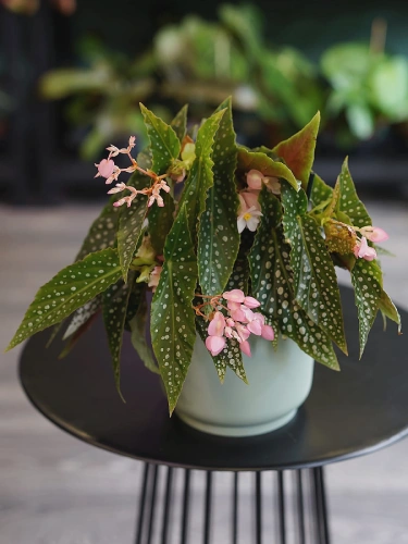 Begonia maculata 'Silver Spot' ⌀12cm