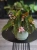 Begonia maculata 'Silver Spot' ⌀12cm