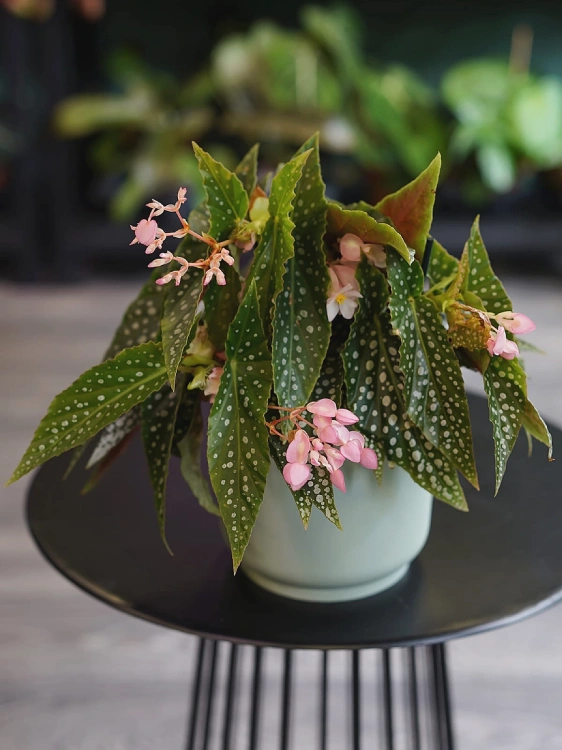 Begonia maculata 'Silver Spot' ⌀12cm