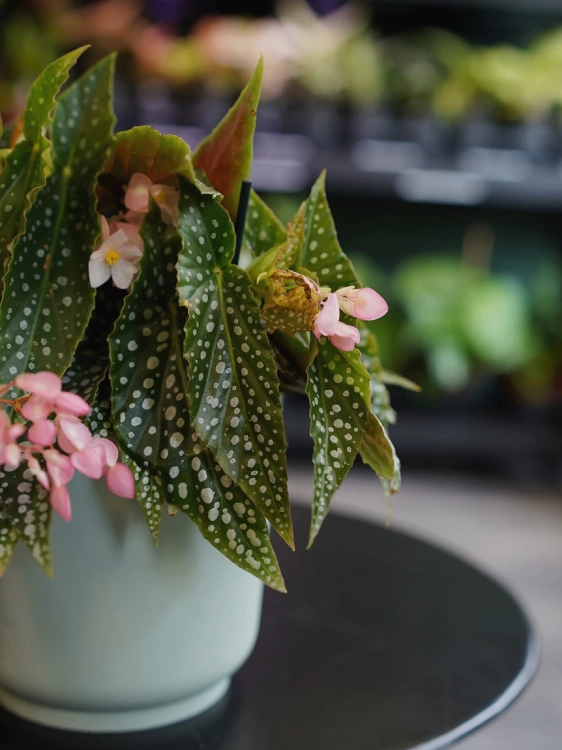 Begonia maculata 'Silver Spot' ⌀12cm