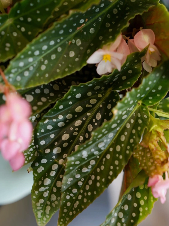 Begonia maculata 'Silver Spot' ⌀12cm