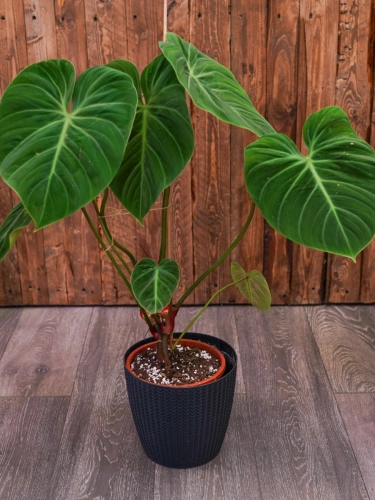 Philodendron 'El Choco Red' ⌀19cm