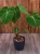 Philodendron 'El Choco Red' ⌀19cm