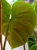 Philodendron 'El Choco Red' ⌀19cm