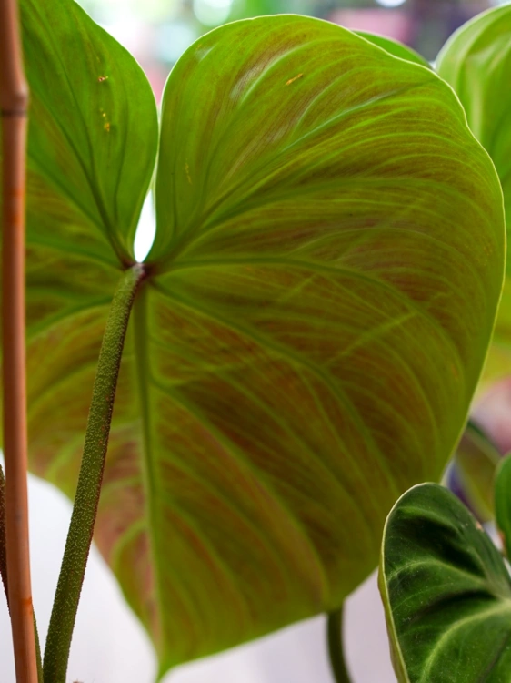 Philodendron 'El Choco Red' ⌀19cm