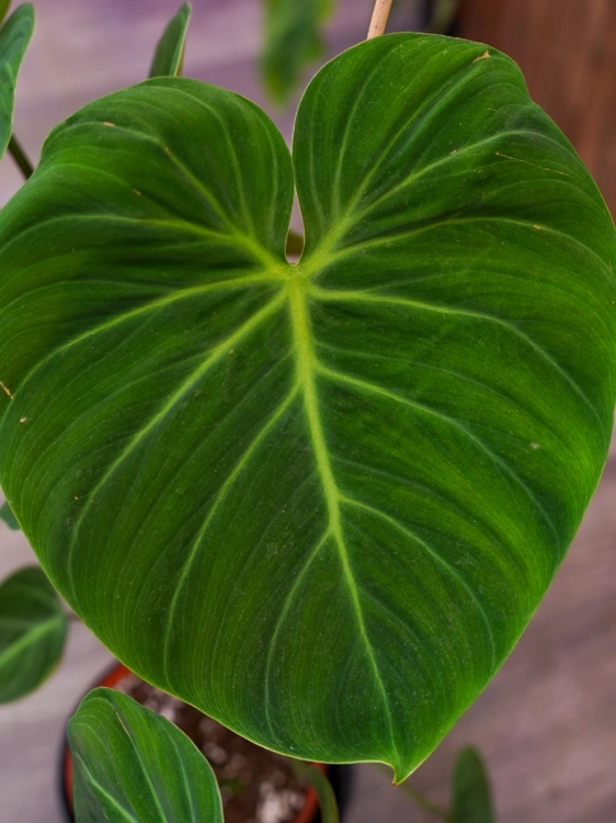 Philodendron 'El Choco Red' ⌀19cm