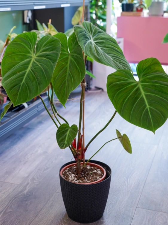 Philodendron 'El Choco Red' ⌀19cm