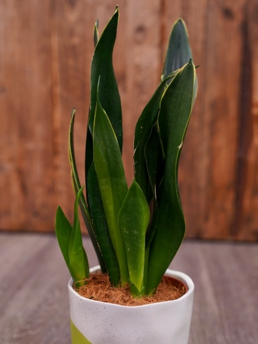 Sansevieria trifasciata 'Black Jade' ⌀12cm