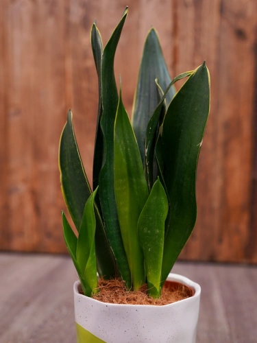Sansevieria trifasciata 'Black Jade' ⌀12cm