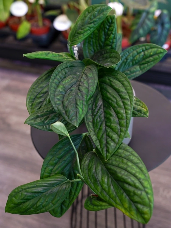 Monstera karstenianum 'Peru' ⌀12cm
