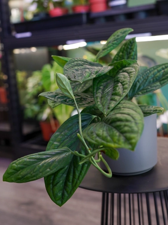 Monstera karstenianum 'Peru' ⌀12cm